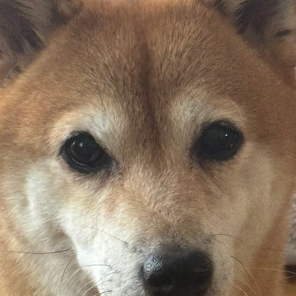 柴犬の写真