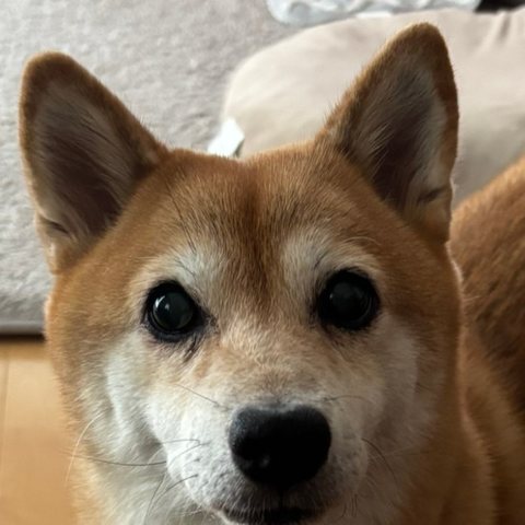 柴犬のマメ