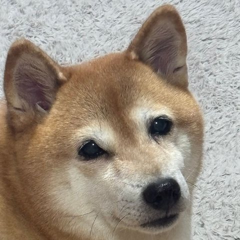 柴犬のマメ